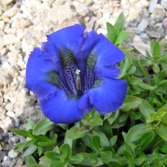 Gentiana acaulis 'Luna'