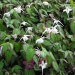 Epimedium grandiflorum 'Nanum' - Elfenbloem