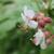 Geranium macrorrhizum 'Spessart'