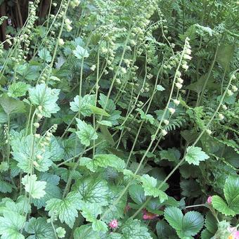 Tellima grandiflora