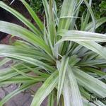 Astelia 'Silver Shadow' - Astelia 'Silver Shadow'