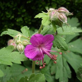 Geranium macrorrhizum