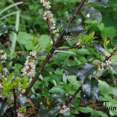 Blauwe hulst - Ilex x meserveae 'Blue Princess'