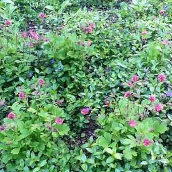 Geum 'Bell Bank'