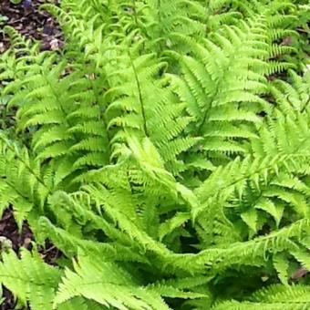 Athyrium filix-femina