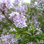 Syringa protolaciniata 'Kabul' - Perzische sering, Afghaanse sering