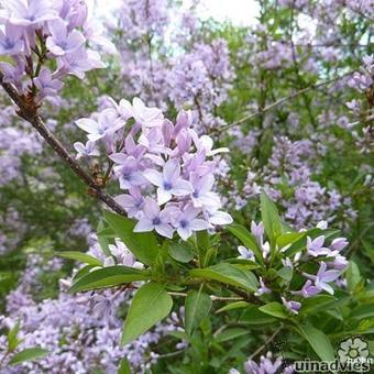 Syringa protolaciniata 'Kabul'