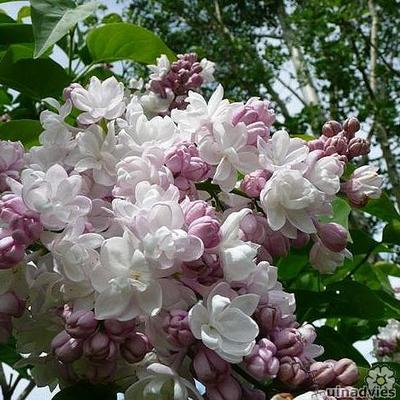 Sering - Syringa vulgaris 'Beauty of Moscow'