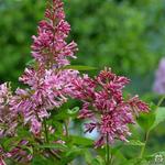 Syringa x prestoniae 'James MacFarlane' - Sering