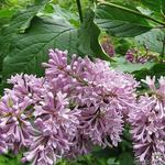 Syringa x prestoniae 'Minuet' - Sering