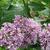 Syringa x prestoniae 'Minuet'