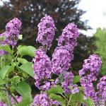 Syringa vulgaris ‘Andenken an Ludwig Späth’ - Sering