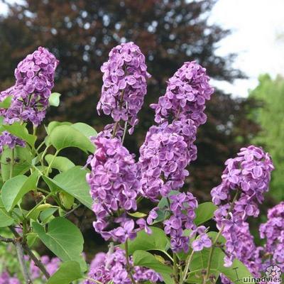 Sering - Syringa vulgaris ‘Andenken an Ludwig Späth’