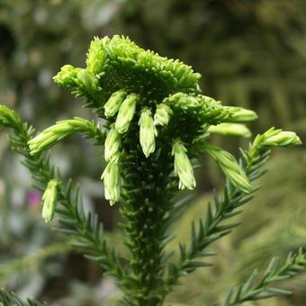 Cryptomeria japonica  'Cristata'