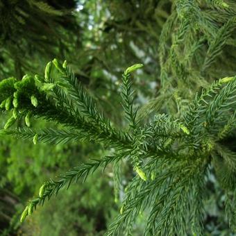 Cryptomeria japonica  'Cristata'