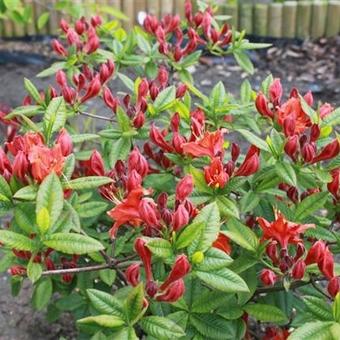 Rhododendron 'Hotspur Red'