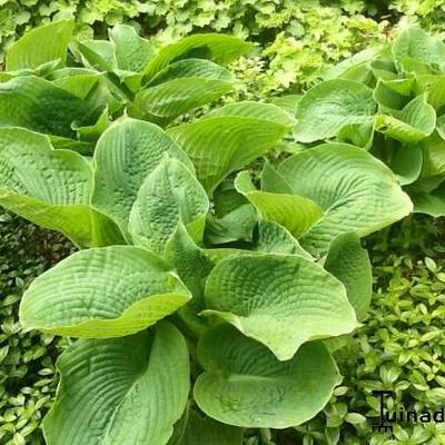 Hartlelie/Funkia - Hosta sieboldiana 'Elegans'