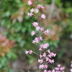 X Heucherella alba - Purperklokje