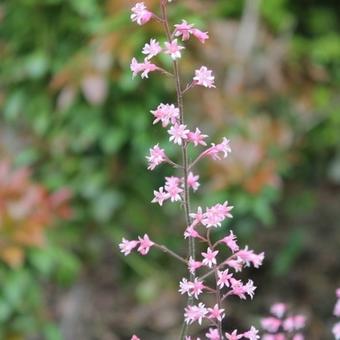 X Heucherella alba