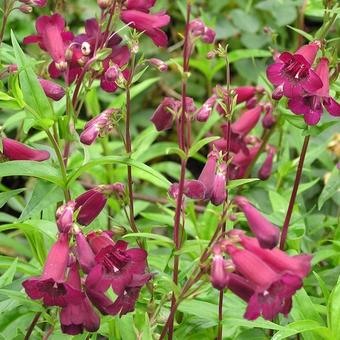 Penstemon 'Rich Ruby'