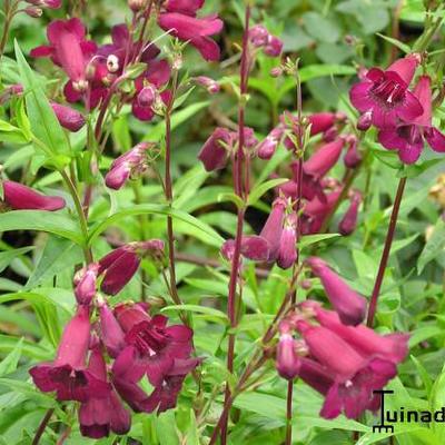 Slangekop - Penstemon 'Rich Ruby'