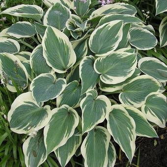 Hosta 'El Nino'