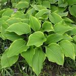 Hosta 'Prima Donna' - Hartlelie/Funkia