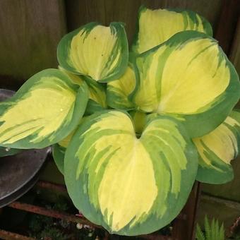 Hosta sieboldiana 'Great Expectations'