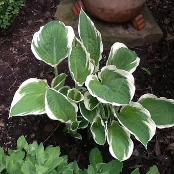 Hosta 'Patriot'