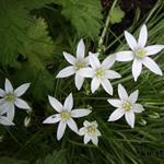 Ornithogalum umbellatum - Gewone vogelmelk, Ster van Bethlehem