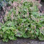 X Heucherella alba 'Rosalie' - Purperklokje