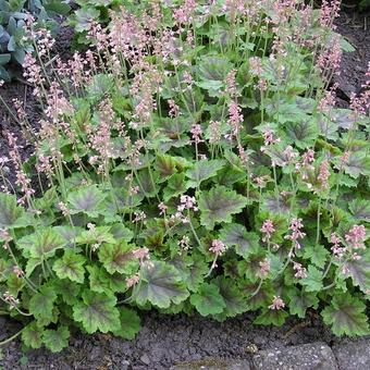 X Heucherella alba 'Rosalie'