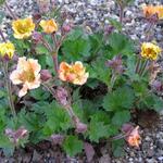 Geum 'Beech House Apricot' - Nagelkruid