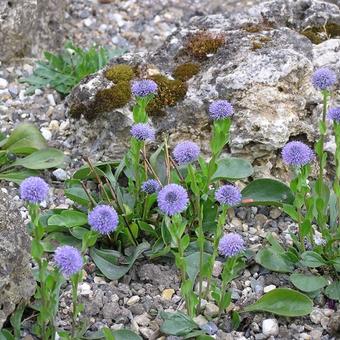 Globularia incanescens