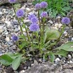 Globularia incanescens - Kogelbloem