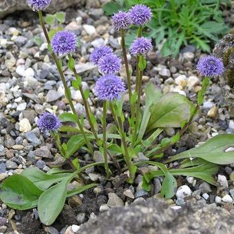 Globularia incanescens