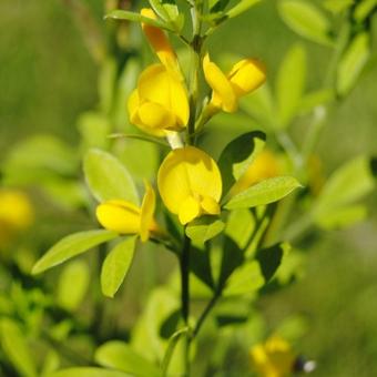 Genista x spachiana