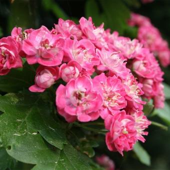 Crataegus x media 'Paul's Scarlet'