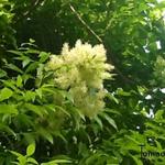 Fraxinus ornus - Pluimes