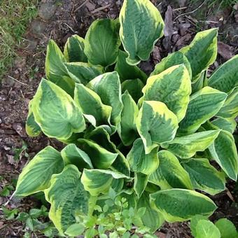 Hosta 'Wide Brim'