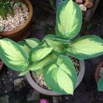 Hosta 'Eskimo Pie' - Hartlelie/Funkia