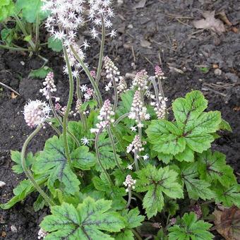 X Heucherella 'Kimono'