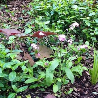 Myosotis alpestris