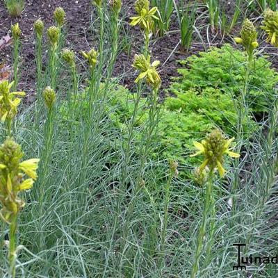 Asphodeline liburnica - Jonkerlelie