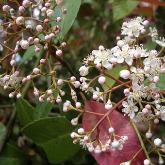 Photinia x fraseri 'Red Robin'