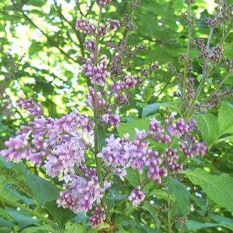 Syringa x prestoniae 'James MacFarlane'