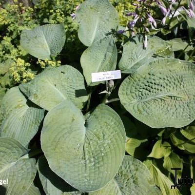 Hartlelie - Hosta 'Blue Angel'