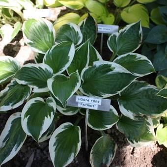 Hosta 'Patriot'