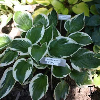 Hartlelie - Hosta 'Patriot'