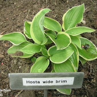 Hosta 'Wide Brim'